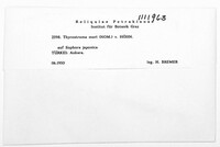 Image of Stegonsporium mori